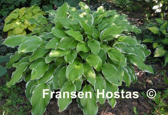 Hosta Sugar and Cream